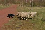 BORDER COLLIE - MOUTONS 046